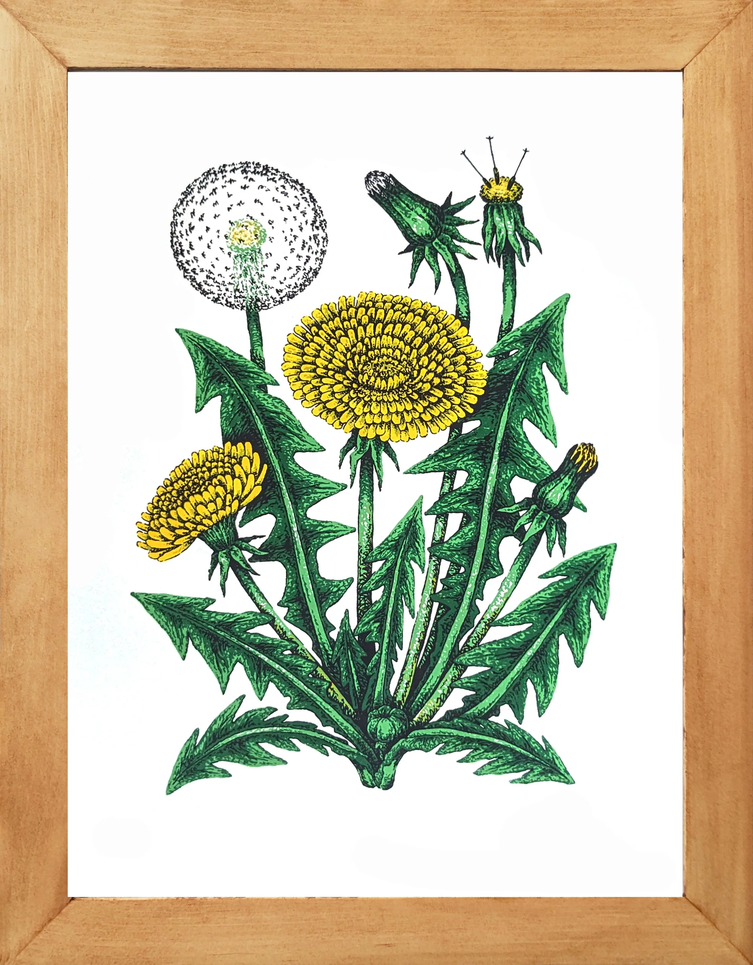 DandelionFramed.jpg