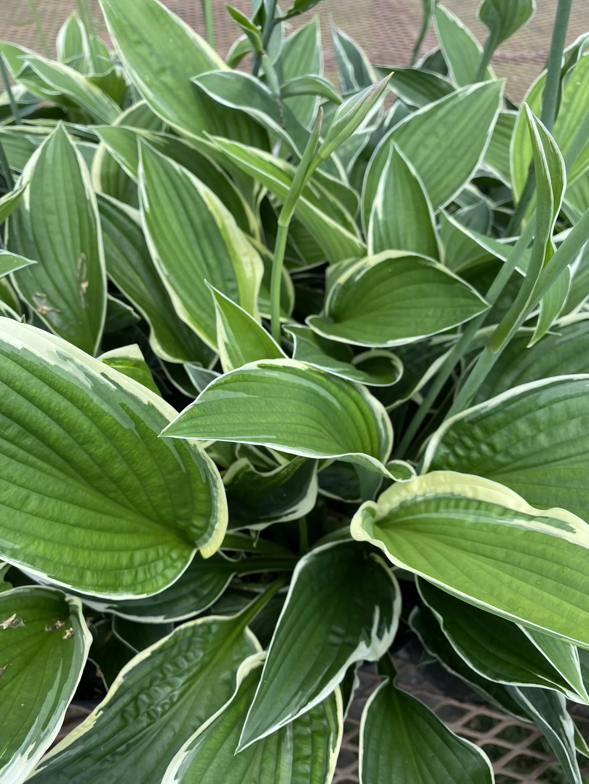 Hosta francee.JPG
