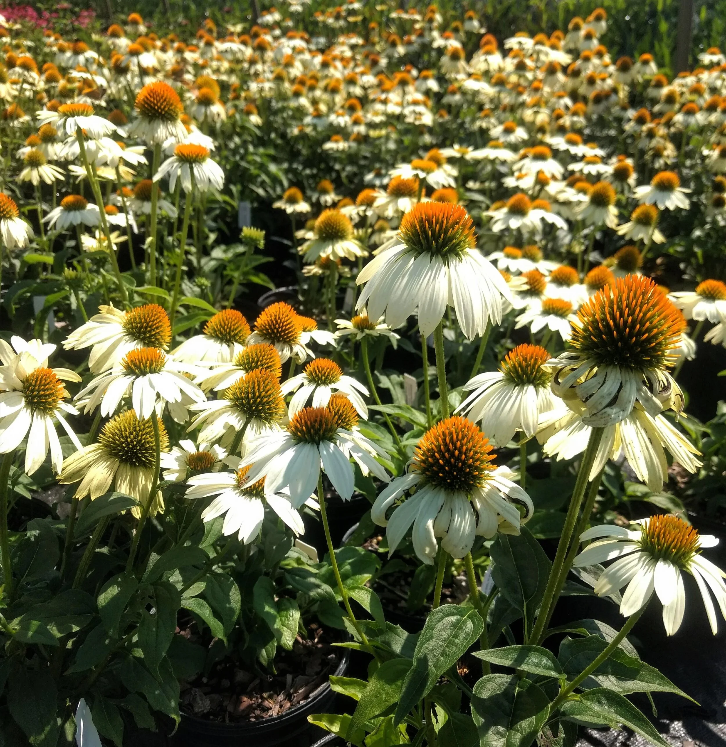 Echinacea overall.jpg