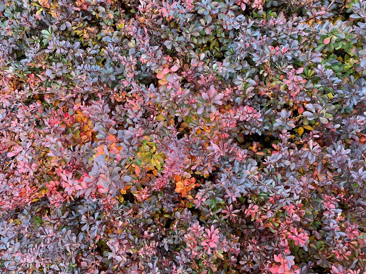 General 1 — New Leaf Farms