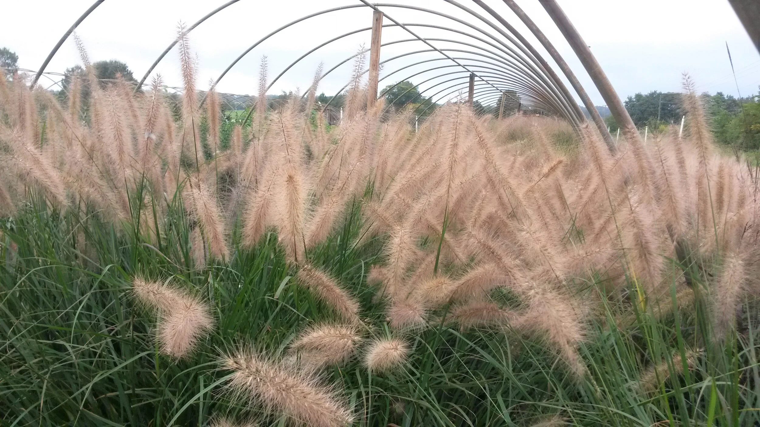 Grass 2.jpg