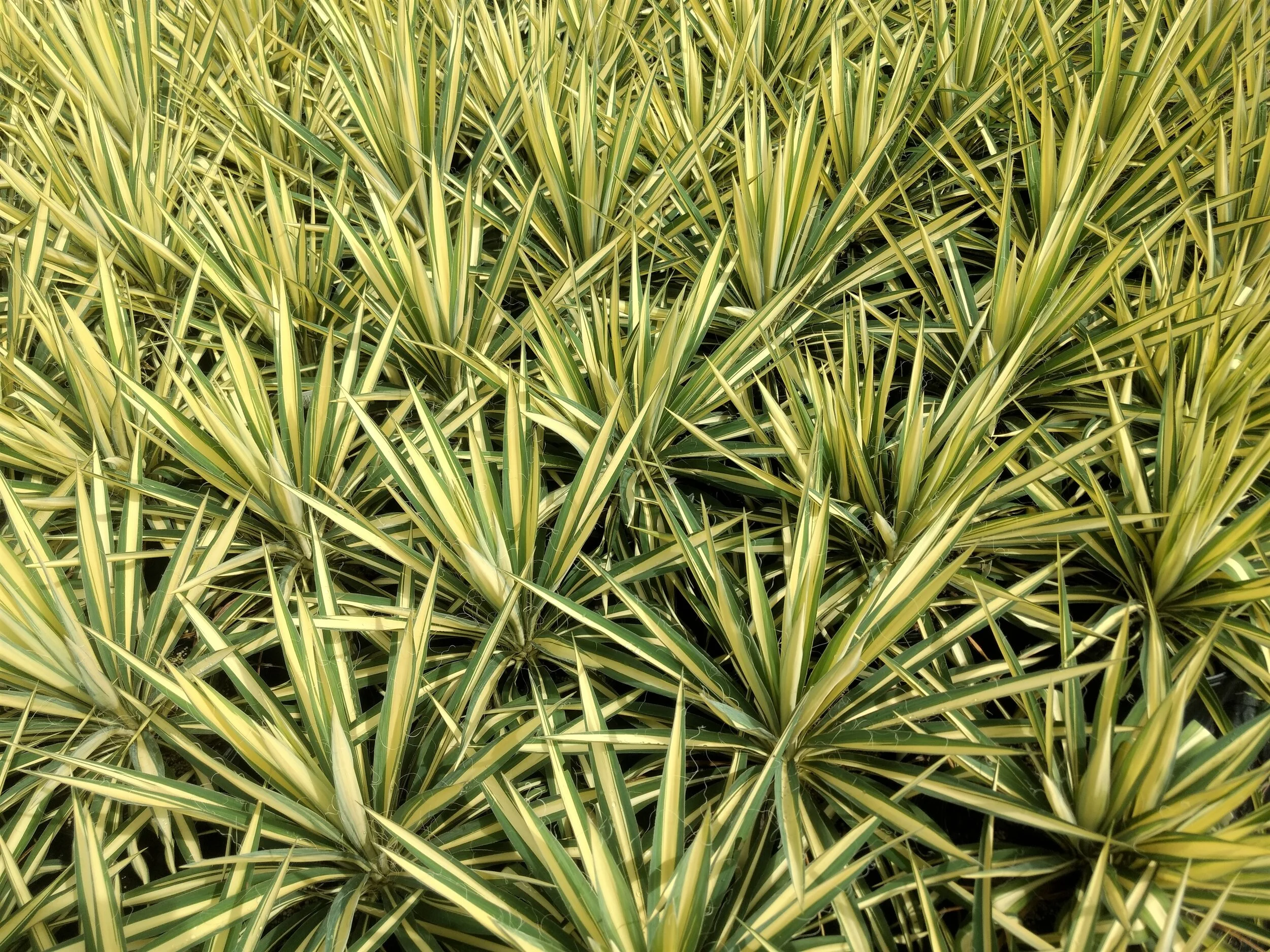 Yucca 1.jpg