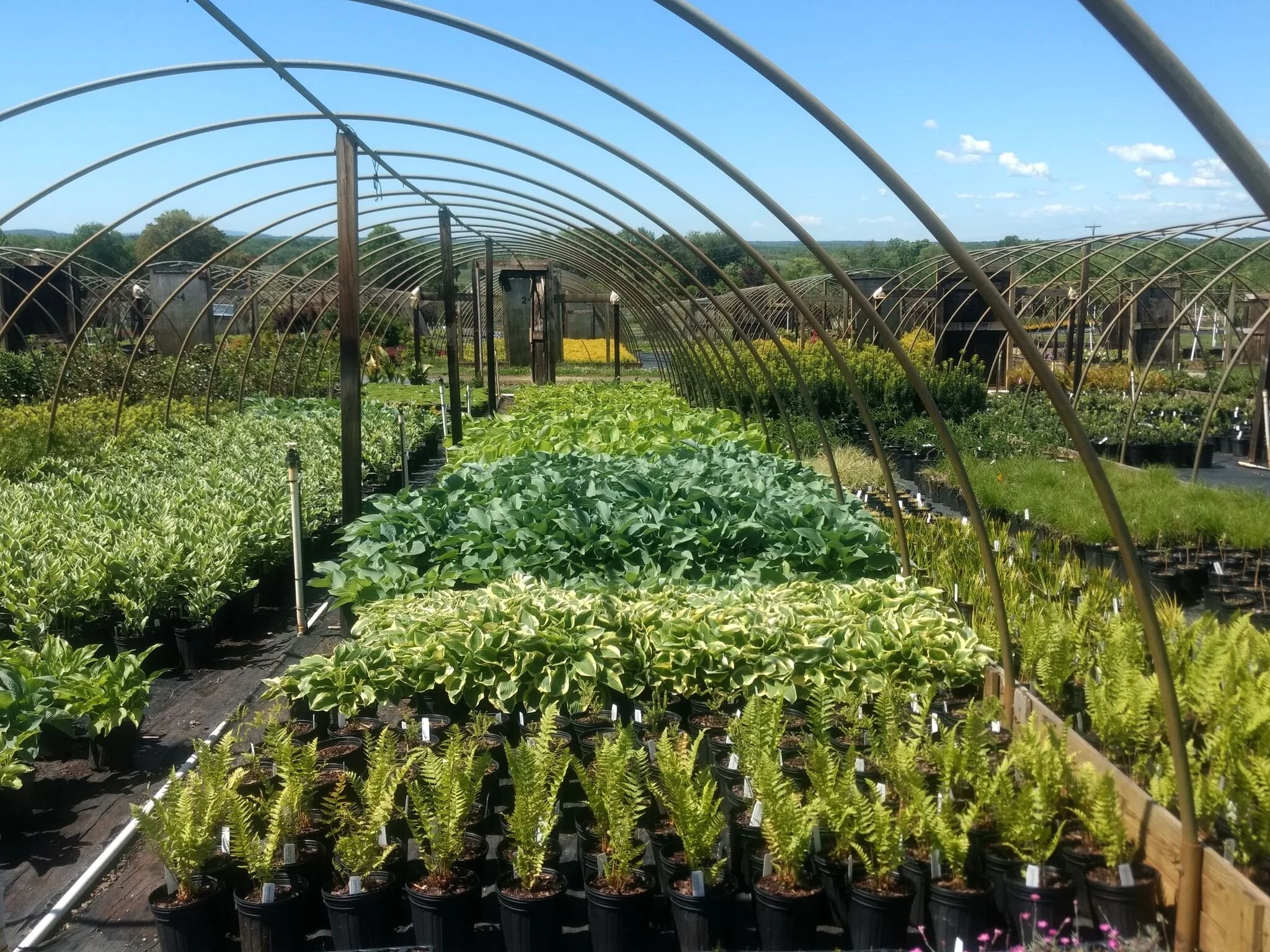Hosta House.jpg