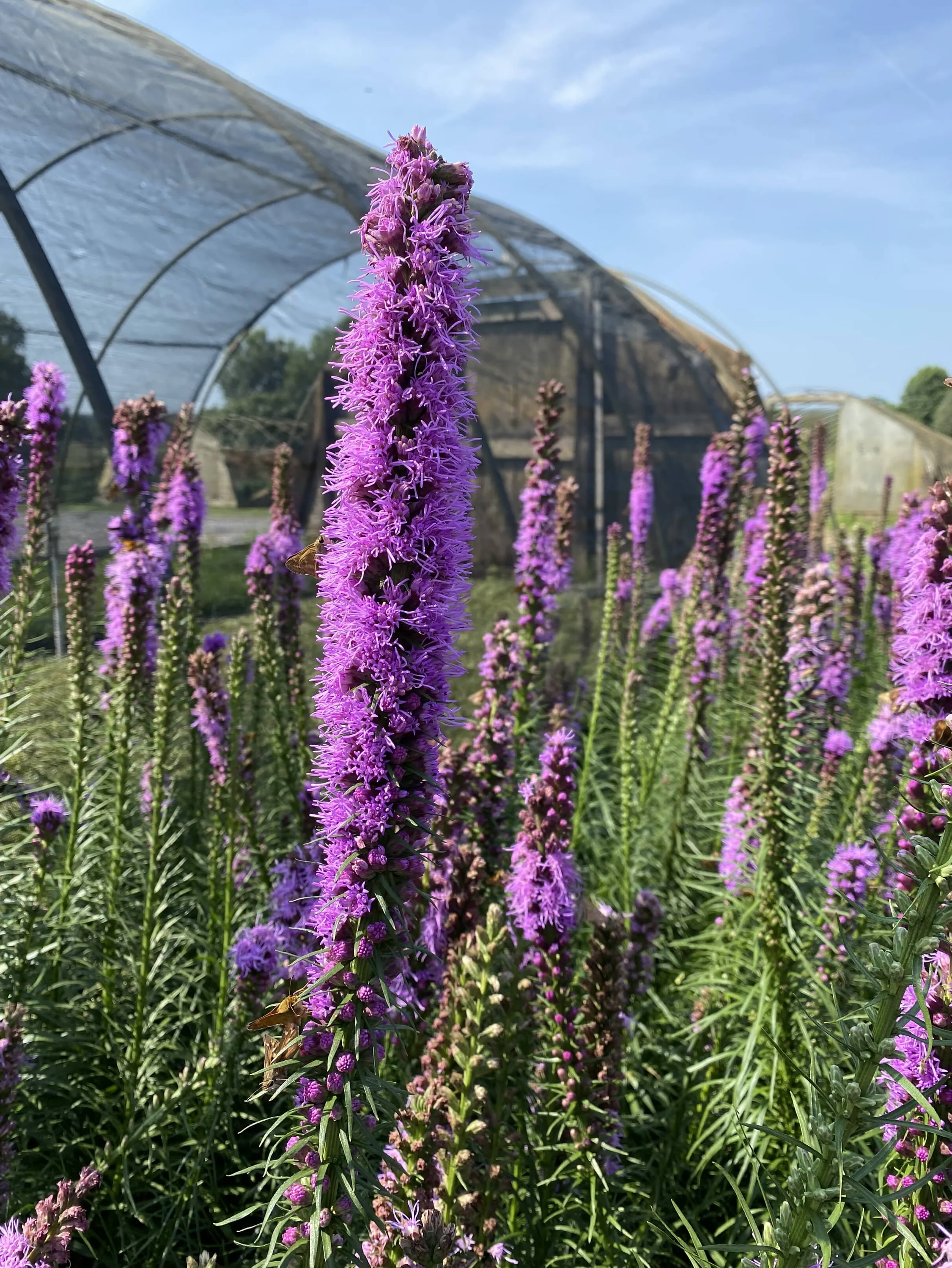 Liatris kubold.JPG