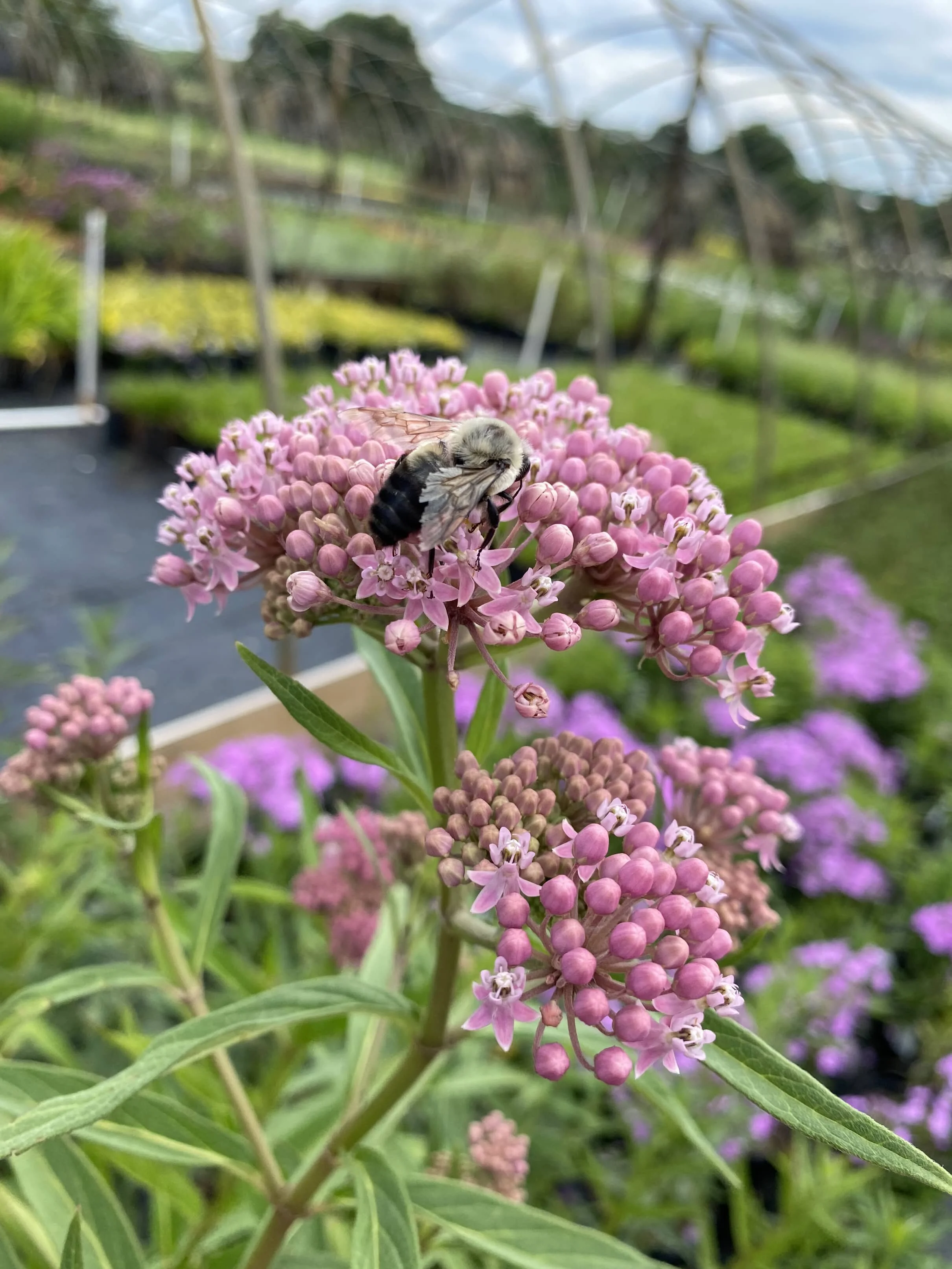 Asclepias with Bee.JPG