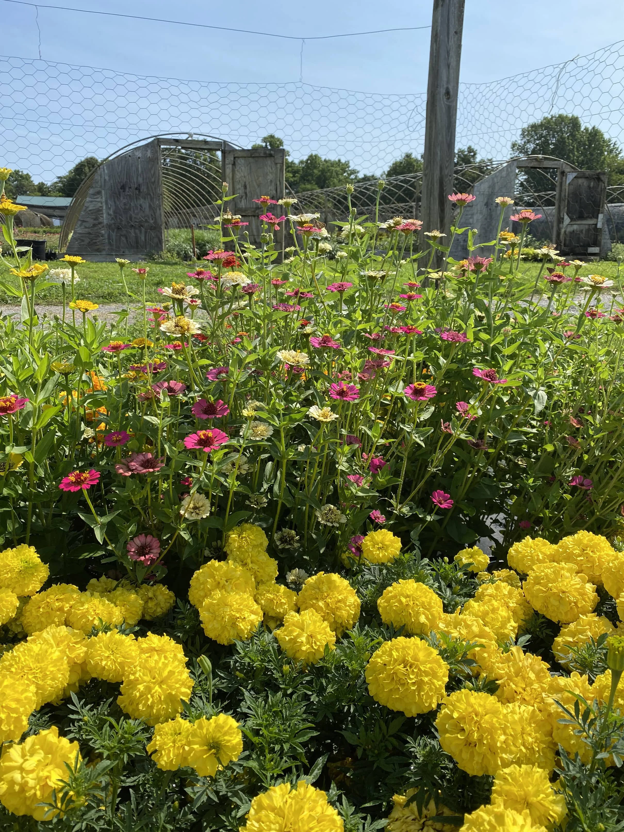 Marigolds and Zinnias.JPG