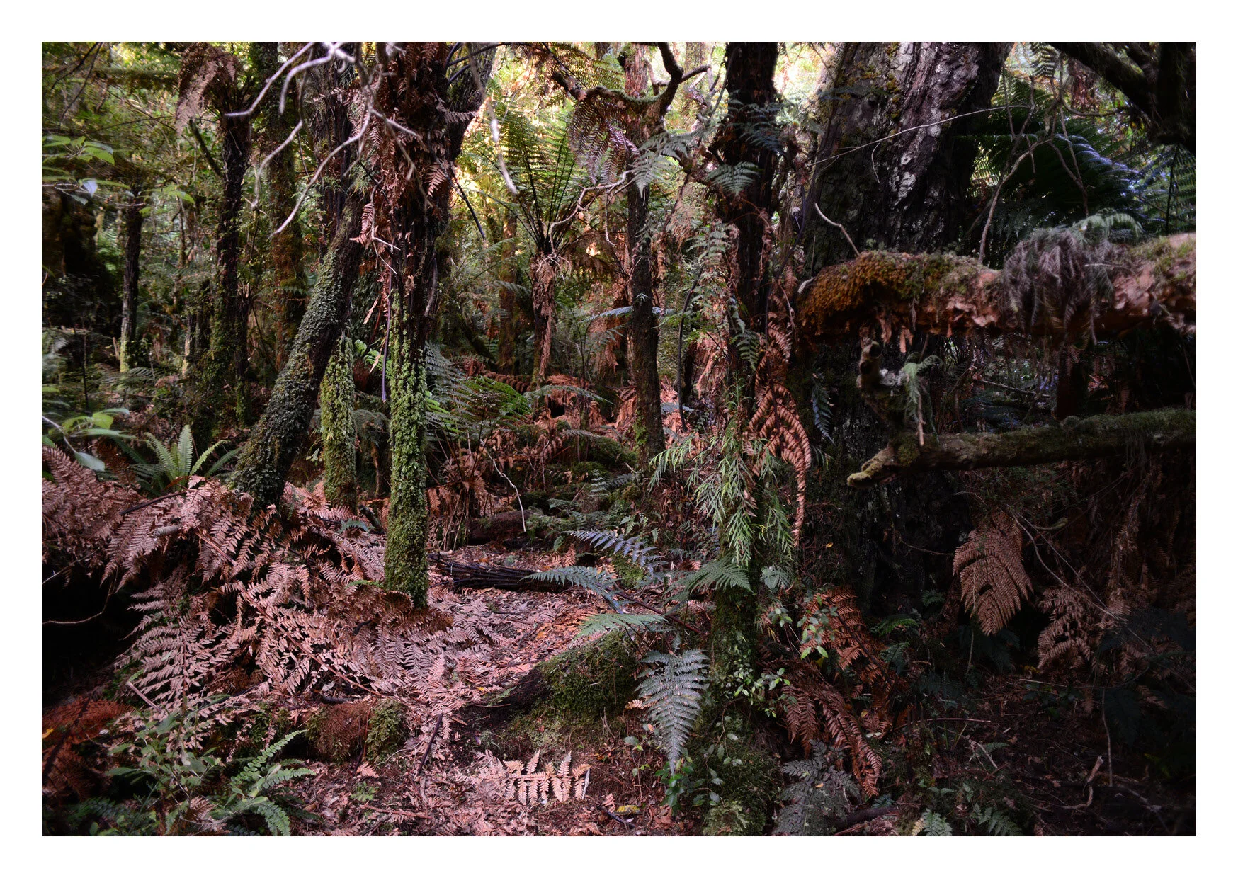 New Zealand - in the jungle...