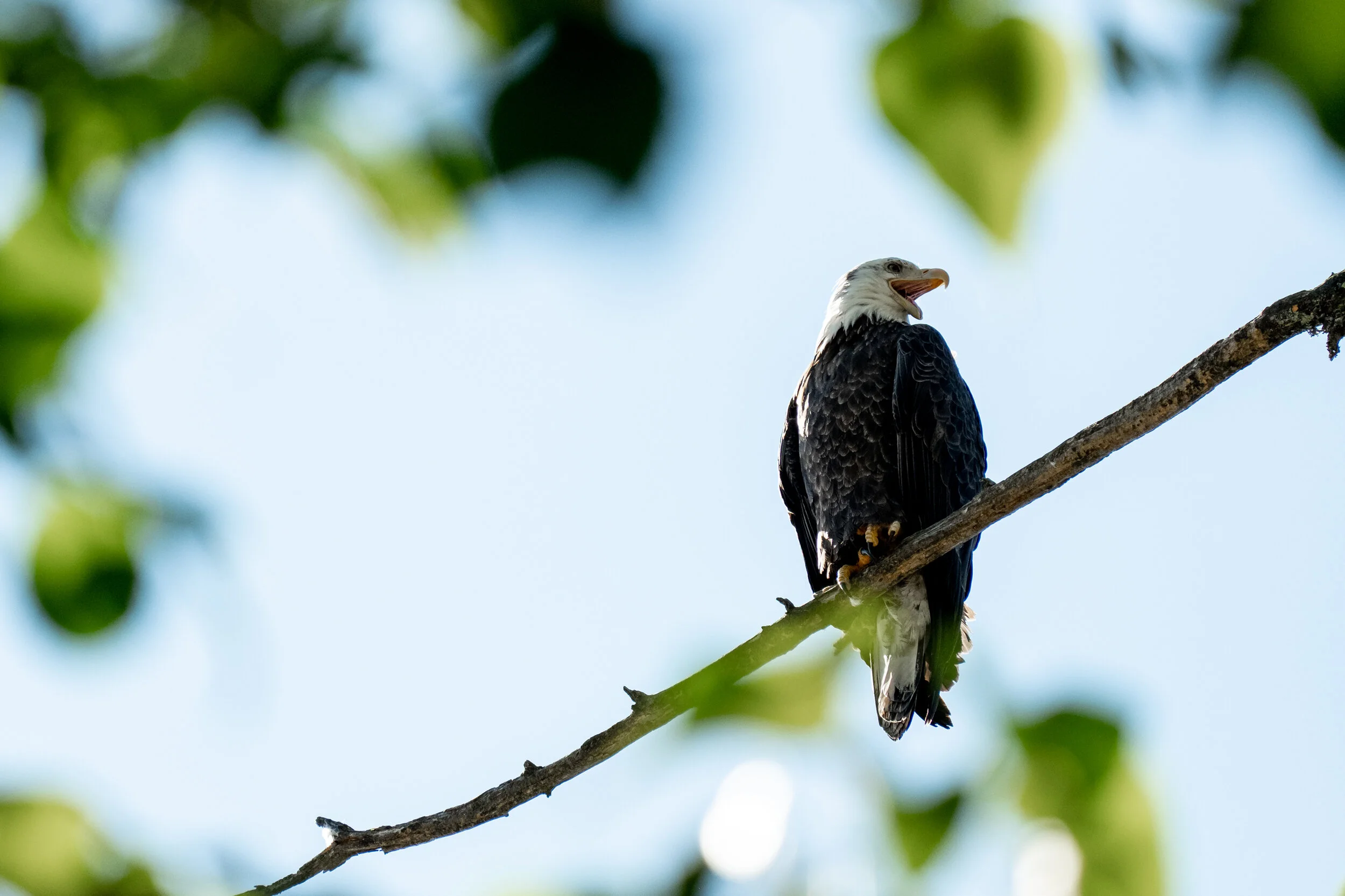 XT2 Card 2 (40 of 72).jpg