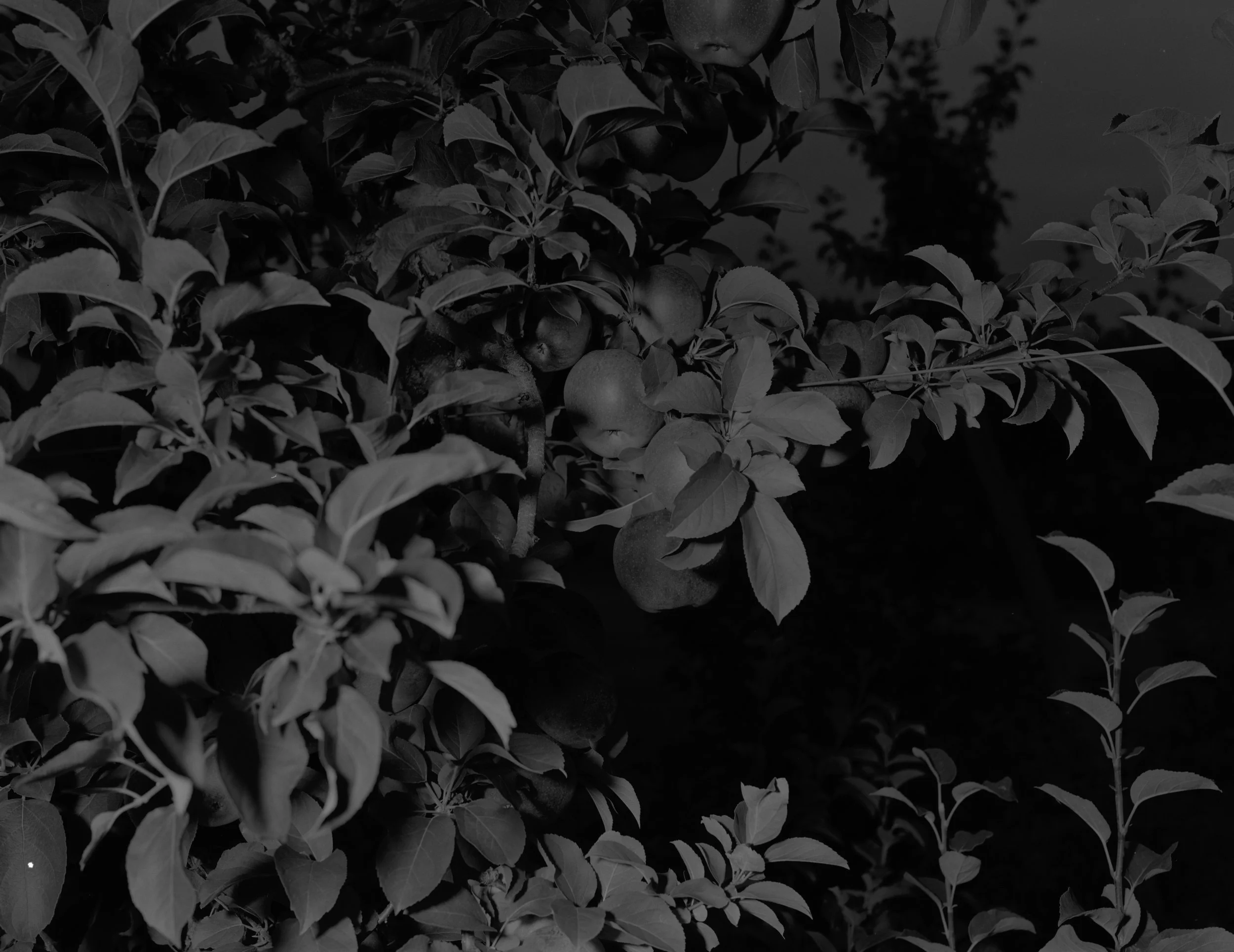 apple trees003.jpg