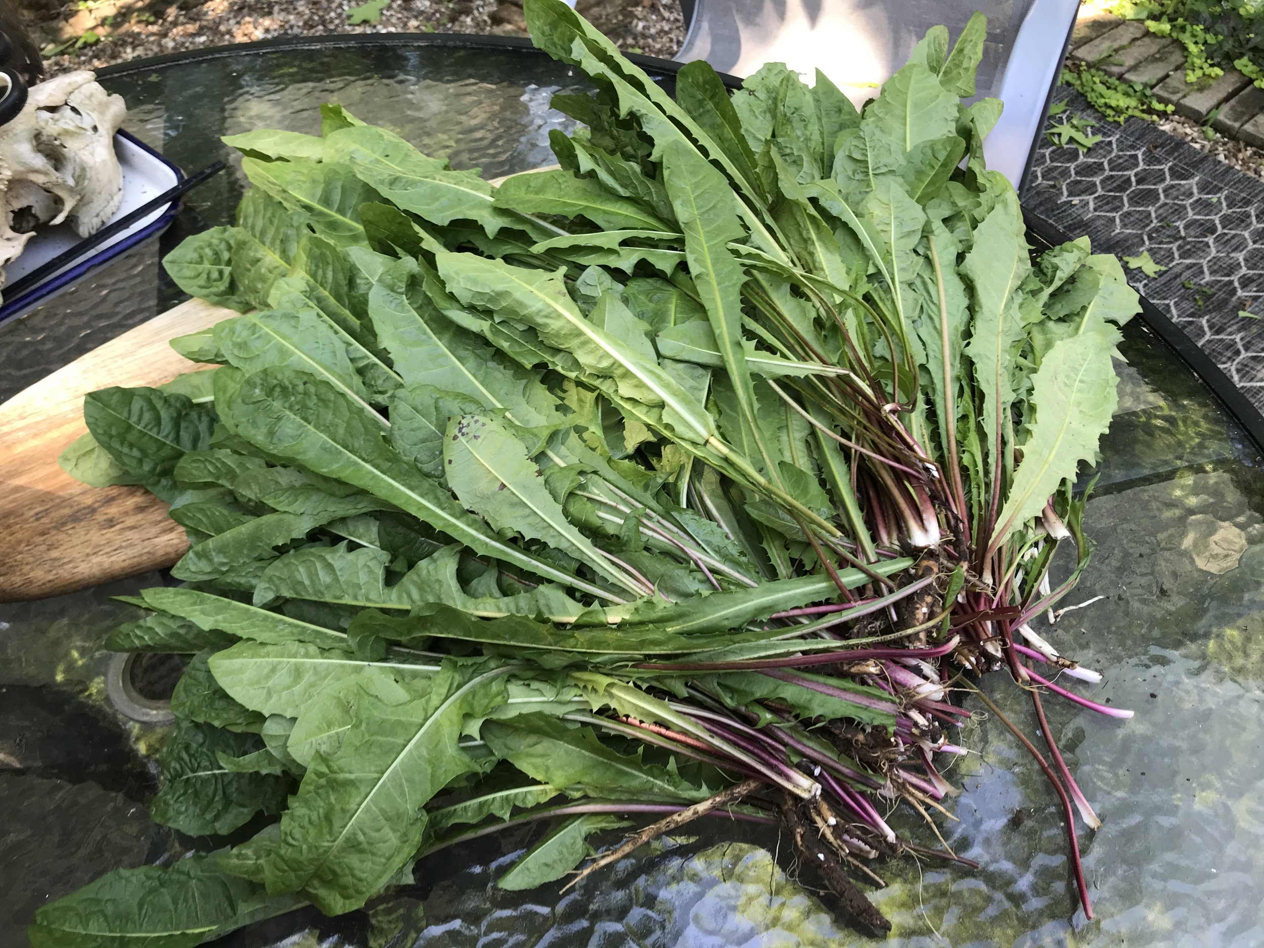dandelion_harvest.jpg
