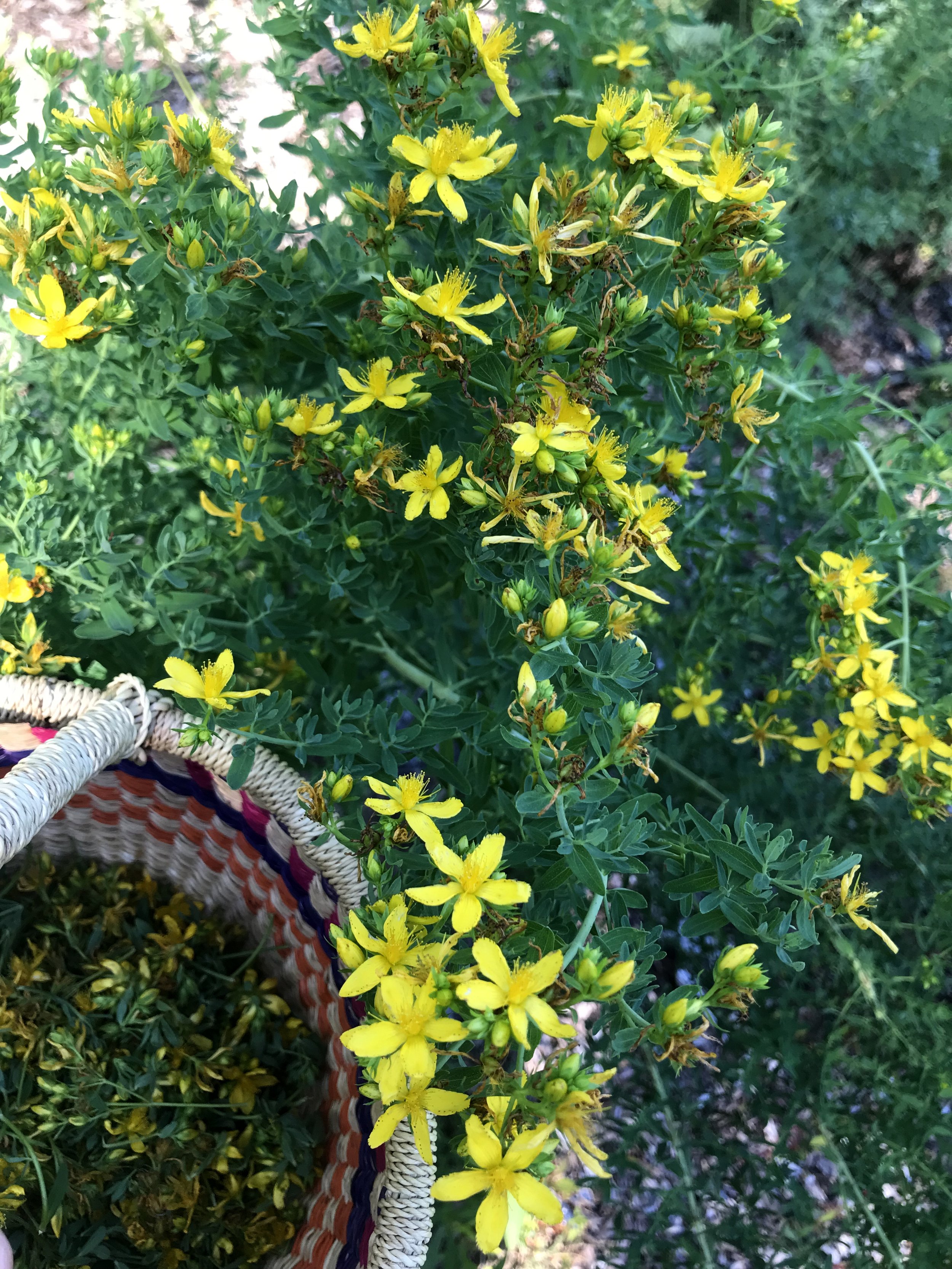 SJW_flowering_tops_harvest.jpg