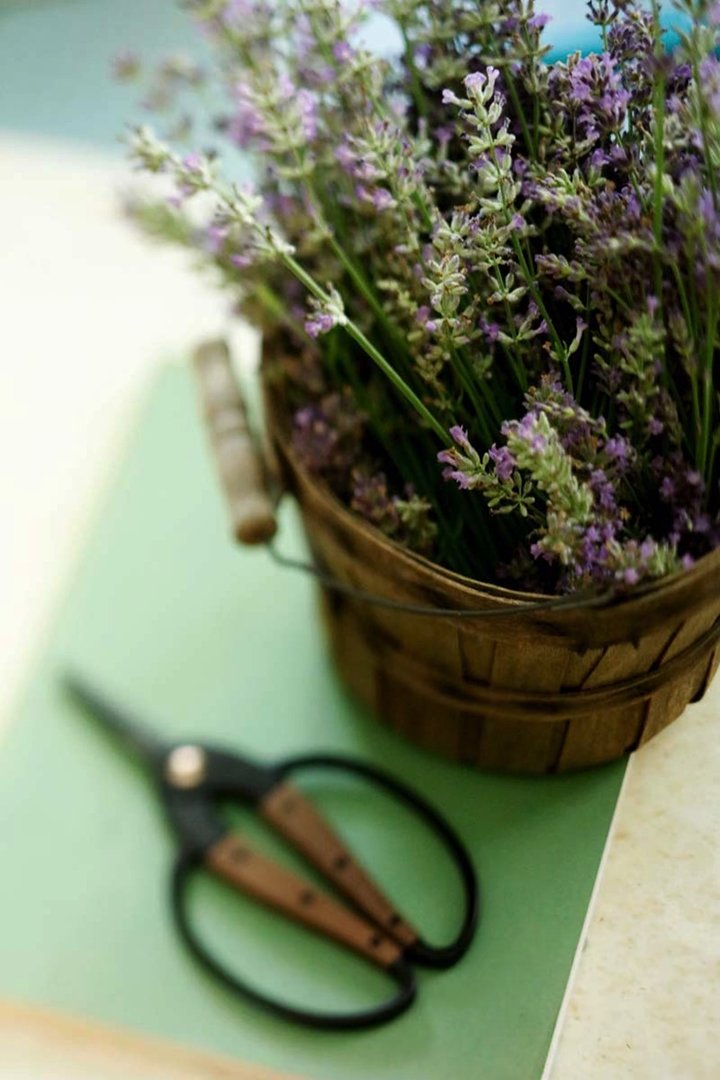 lavender_harvest.jpg