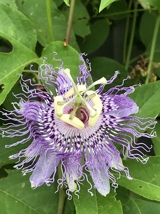 passionflower_sm.jpg