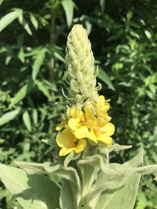 mullein_sm.jpg