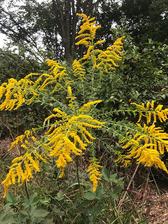 goldenrod.jpg