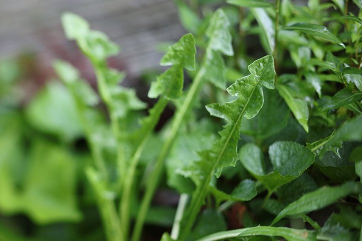 dandelion_leaf_sm.jpg