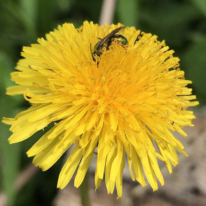 dandelion_bloom.jpg