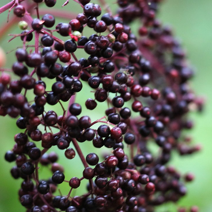 elderberry_1.jpg