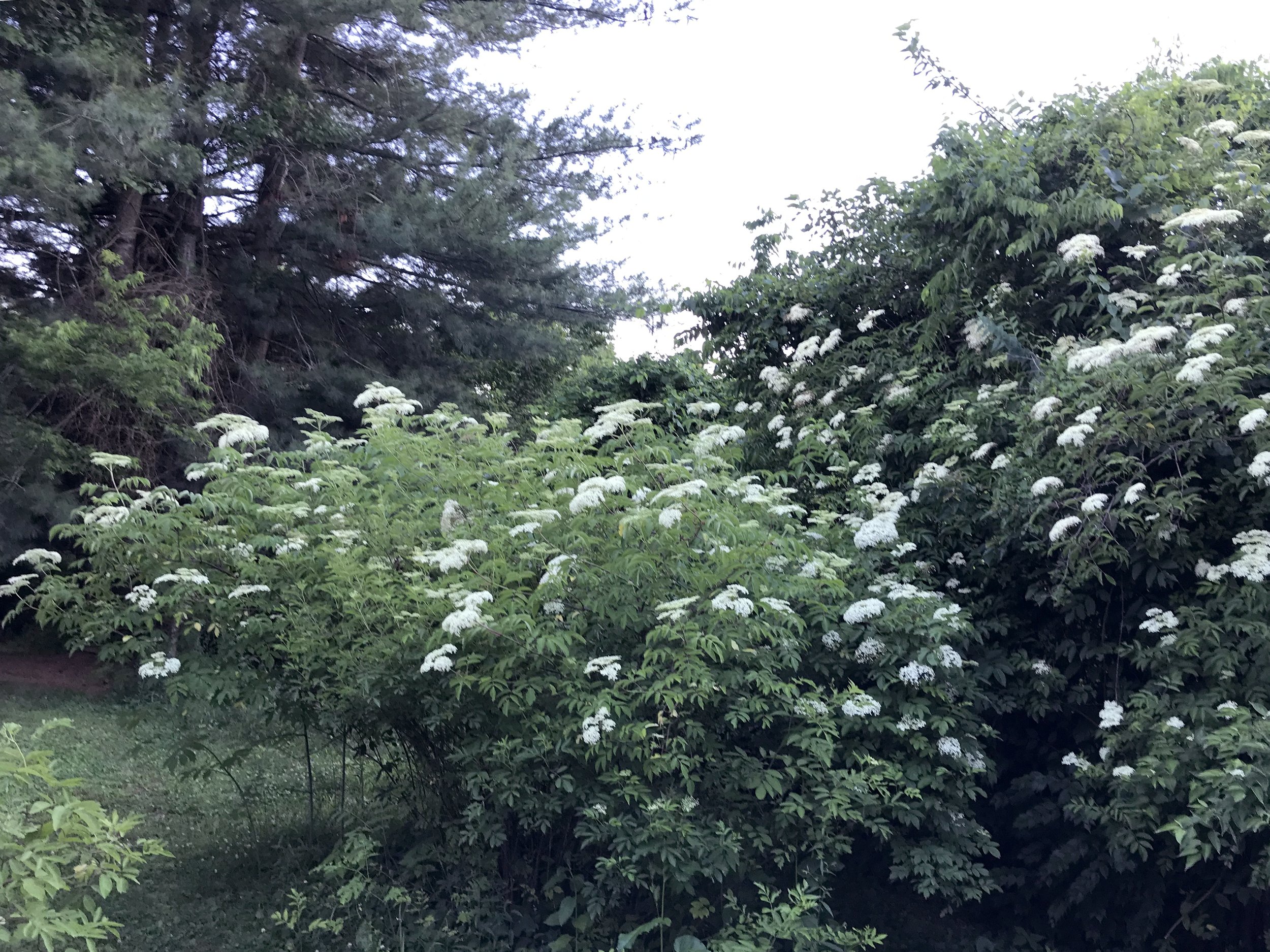 elderflower.jpg