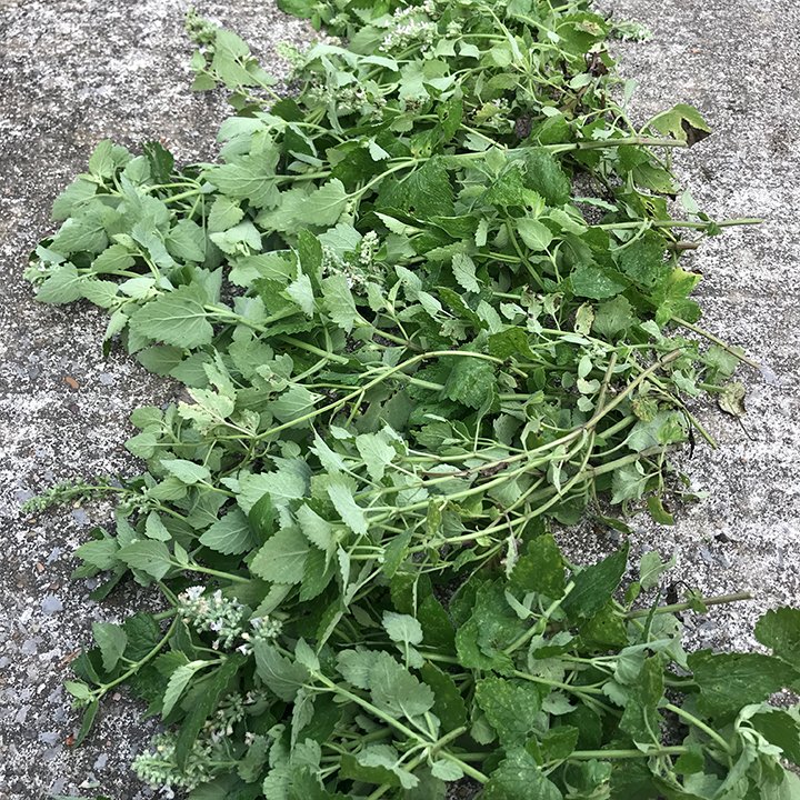 catnip_harvest.jpg