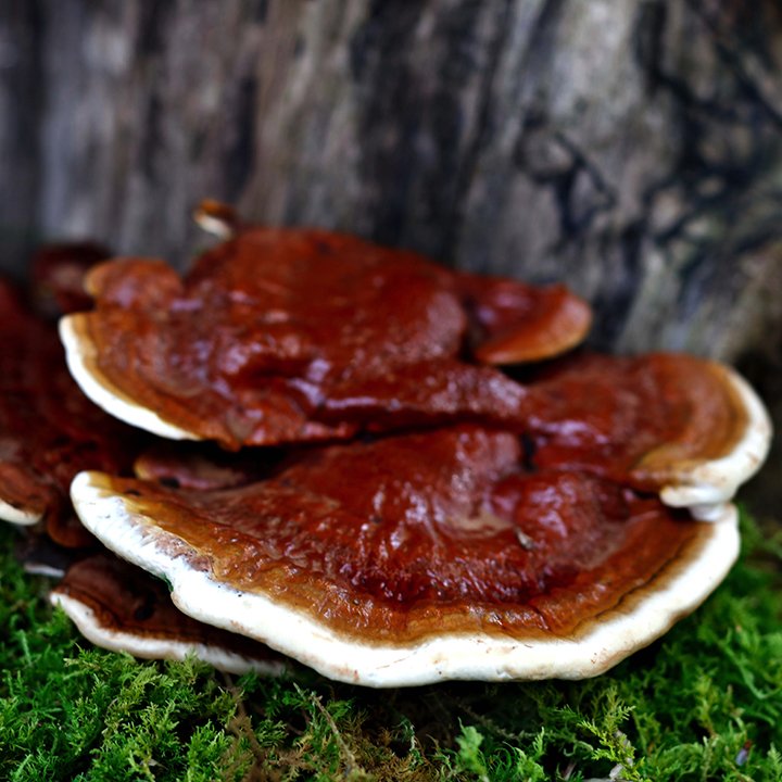 reishi.jpg