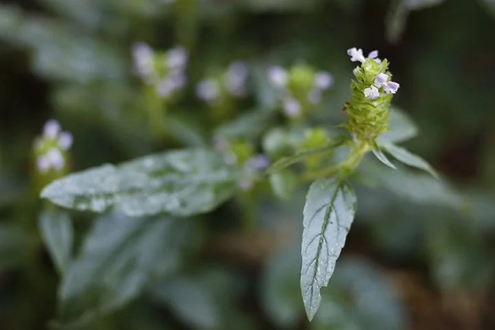 Allheal Tincture (Prunella vulgaris)