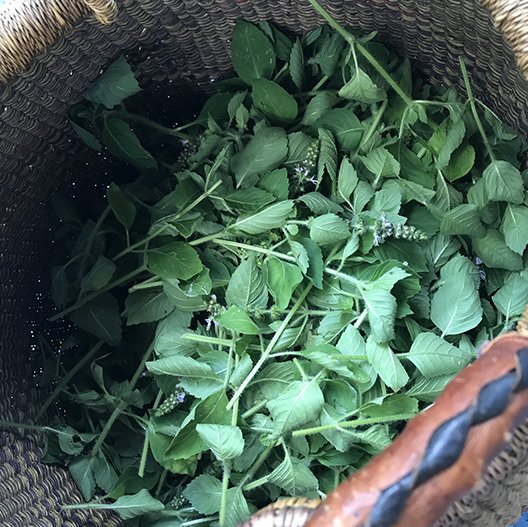 tulsi_harvest.jpg