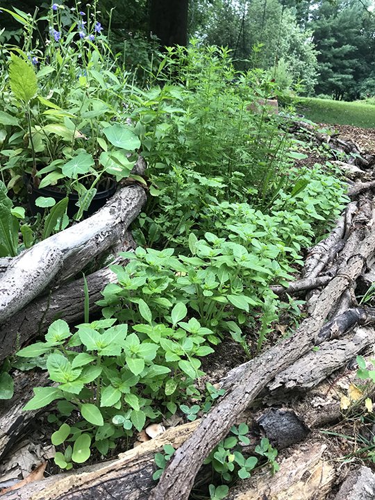 tulsi_growing.jpg