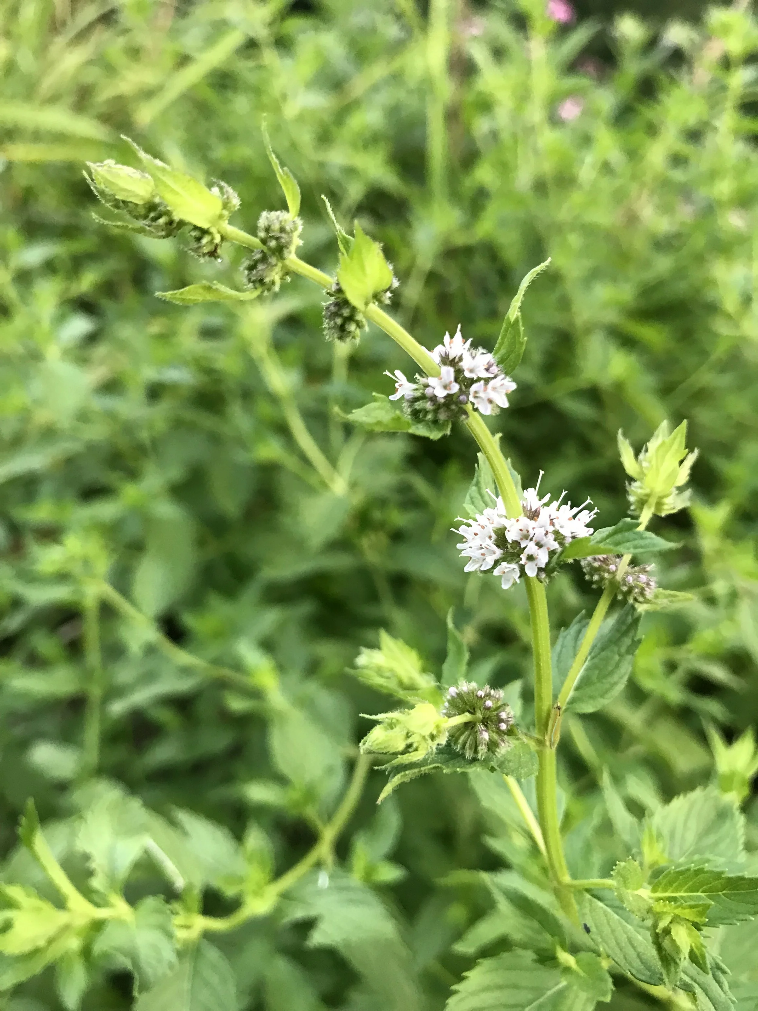 Mint Tincture (Mentha spp.)