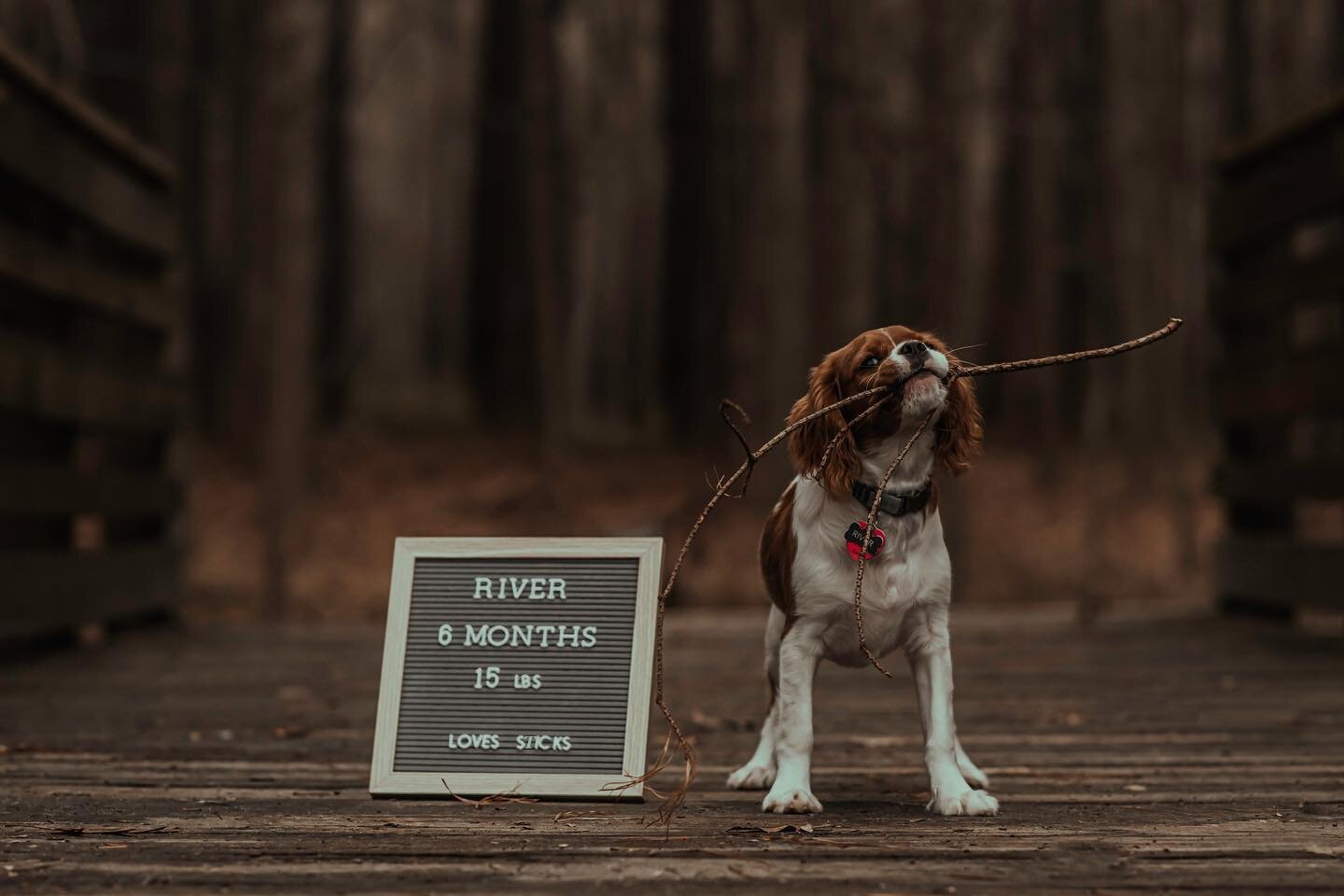&ldquo;Do you do puppy photos?&rdquo; 
.
.
#holdmybeer #rrimagery #puppylove #dogoftheday #dog #puppiesofinstagram
