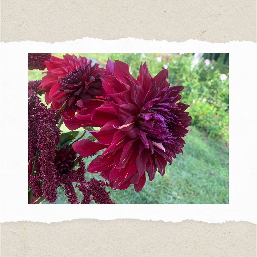 If it is this stunning freshly picked, just imagine how beautiful it will be in one of our custom designed bridal bouquets! We absolutely love dahlia season❤️
Thank you Margaret @curiosity_farm for the gorgeous blooms picked this morning✨