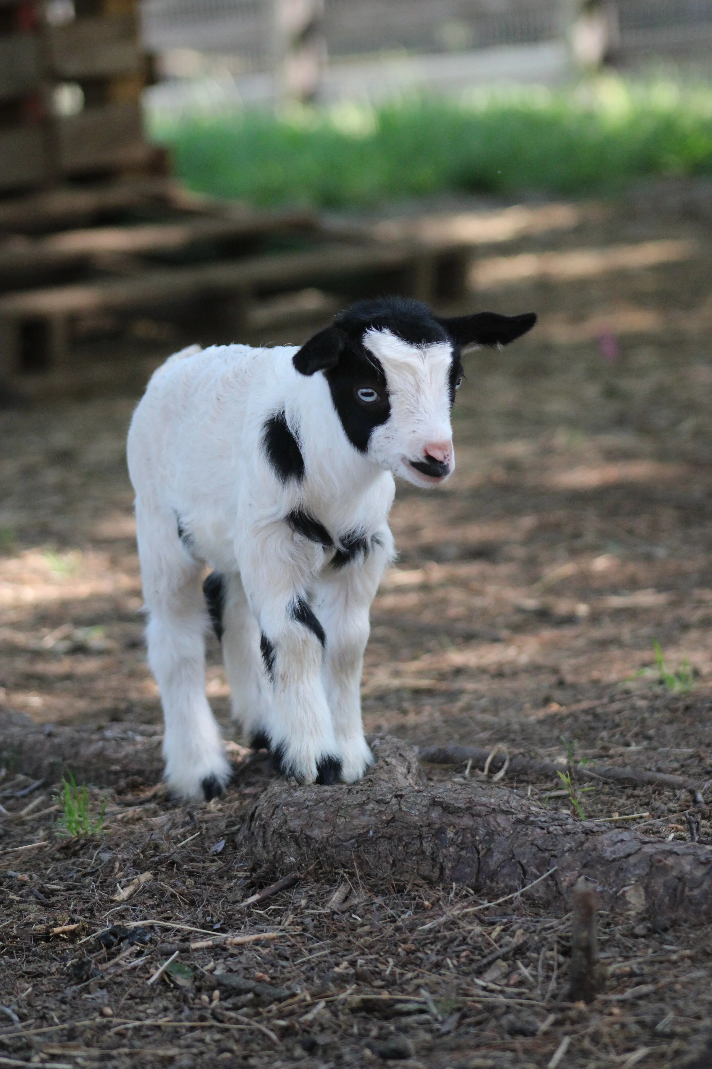 Miniature Silky Fainting Goats — Reed Creek LakeFarm
