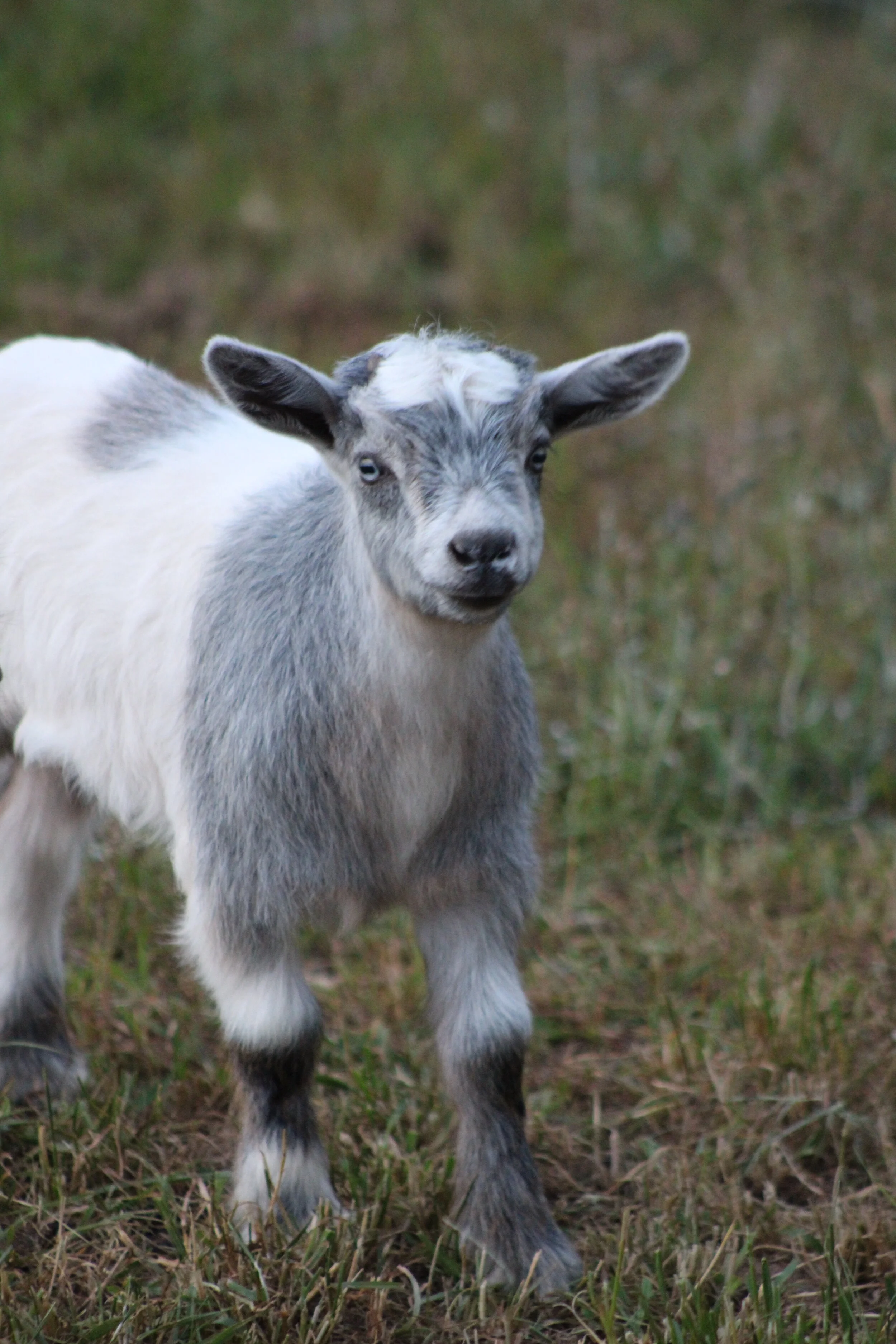 Miniature Silky Fainting Goats — Reed Creek LakeFarm
