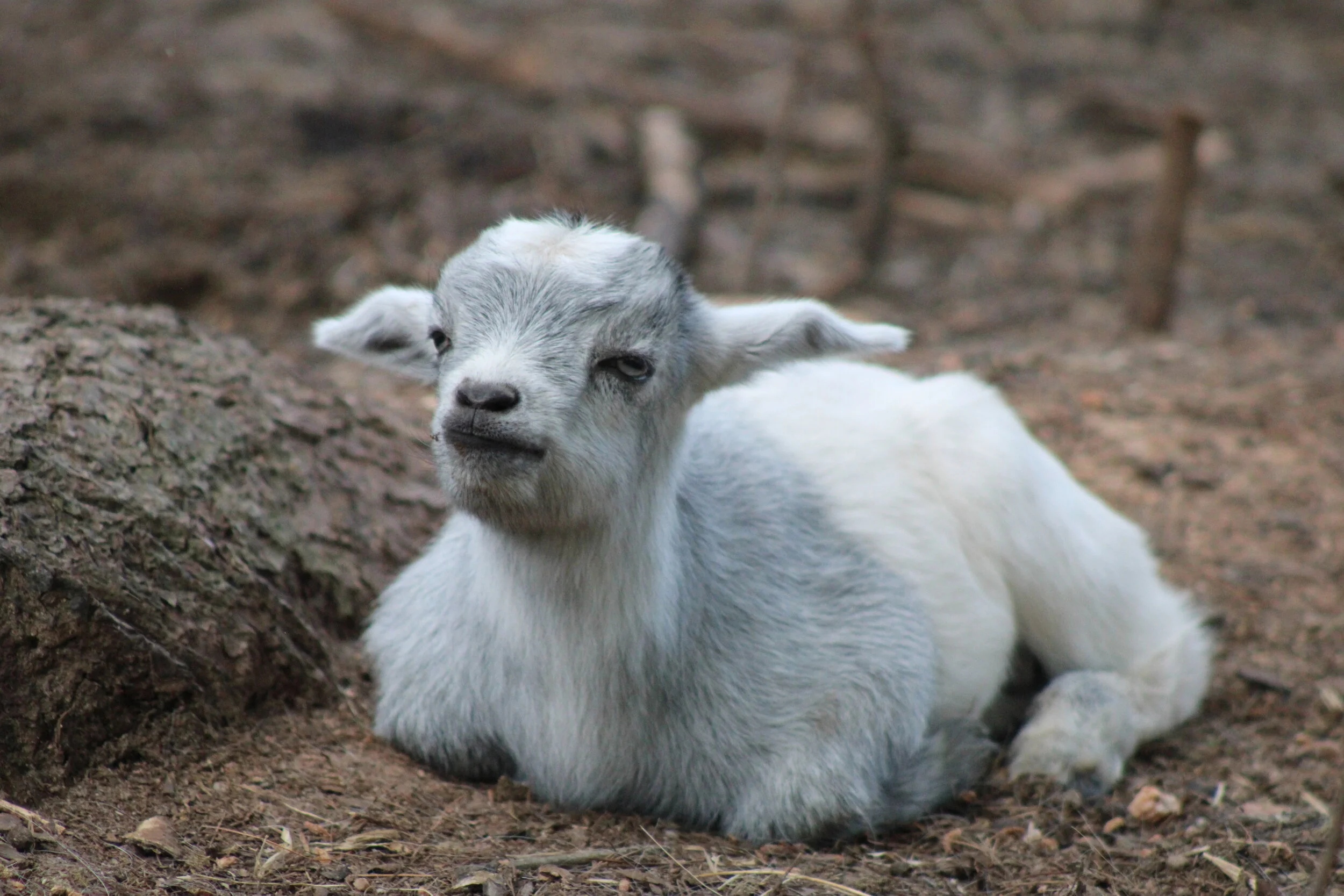 Miniature Silky Fainting Goats — Reed Creek LakeFarm