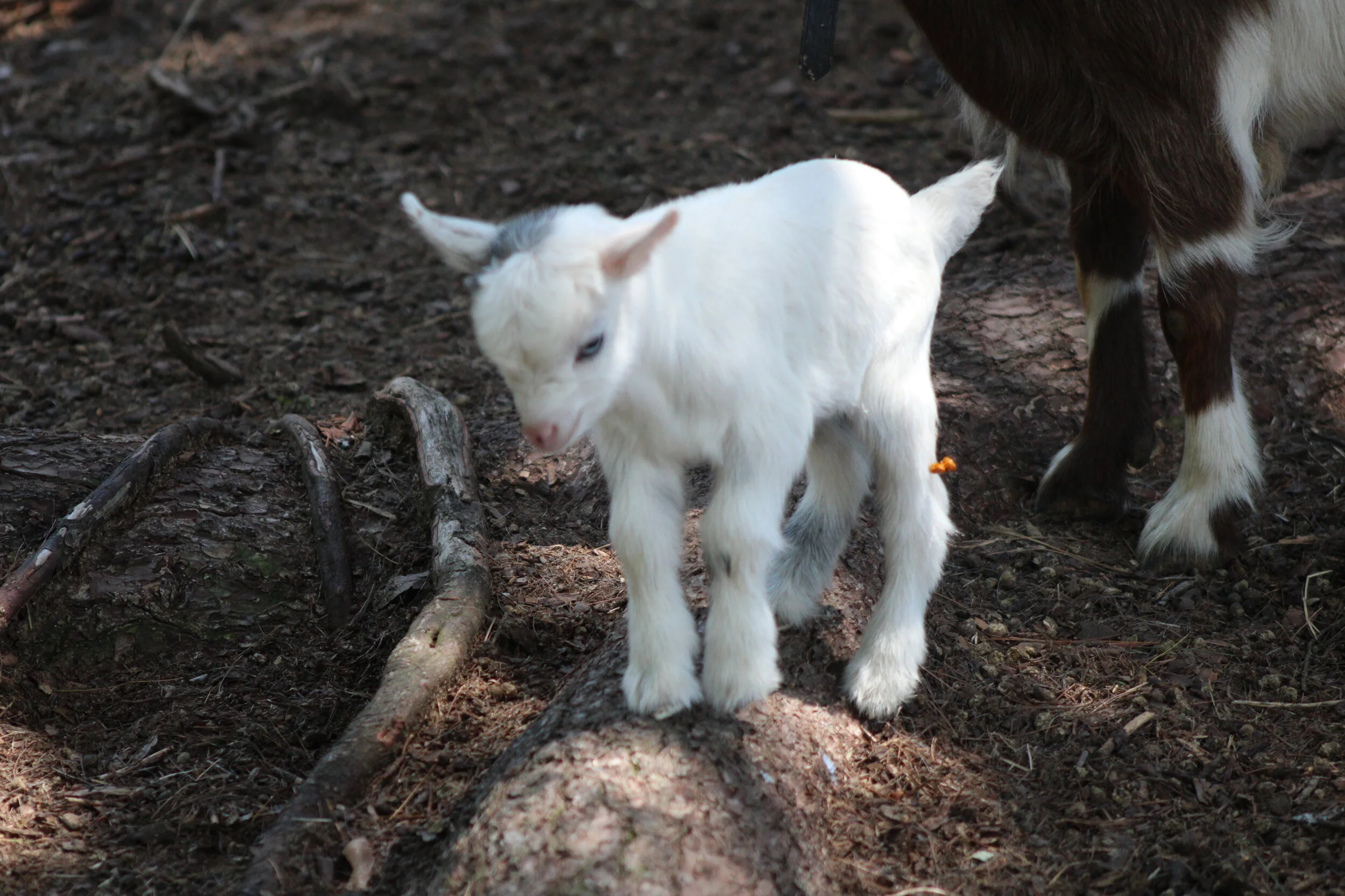 Miniature Silky Fainting Goats — Reed Creek LakeFarm