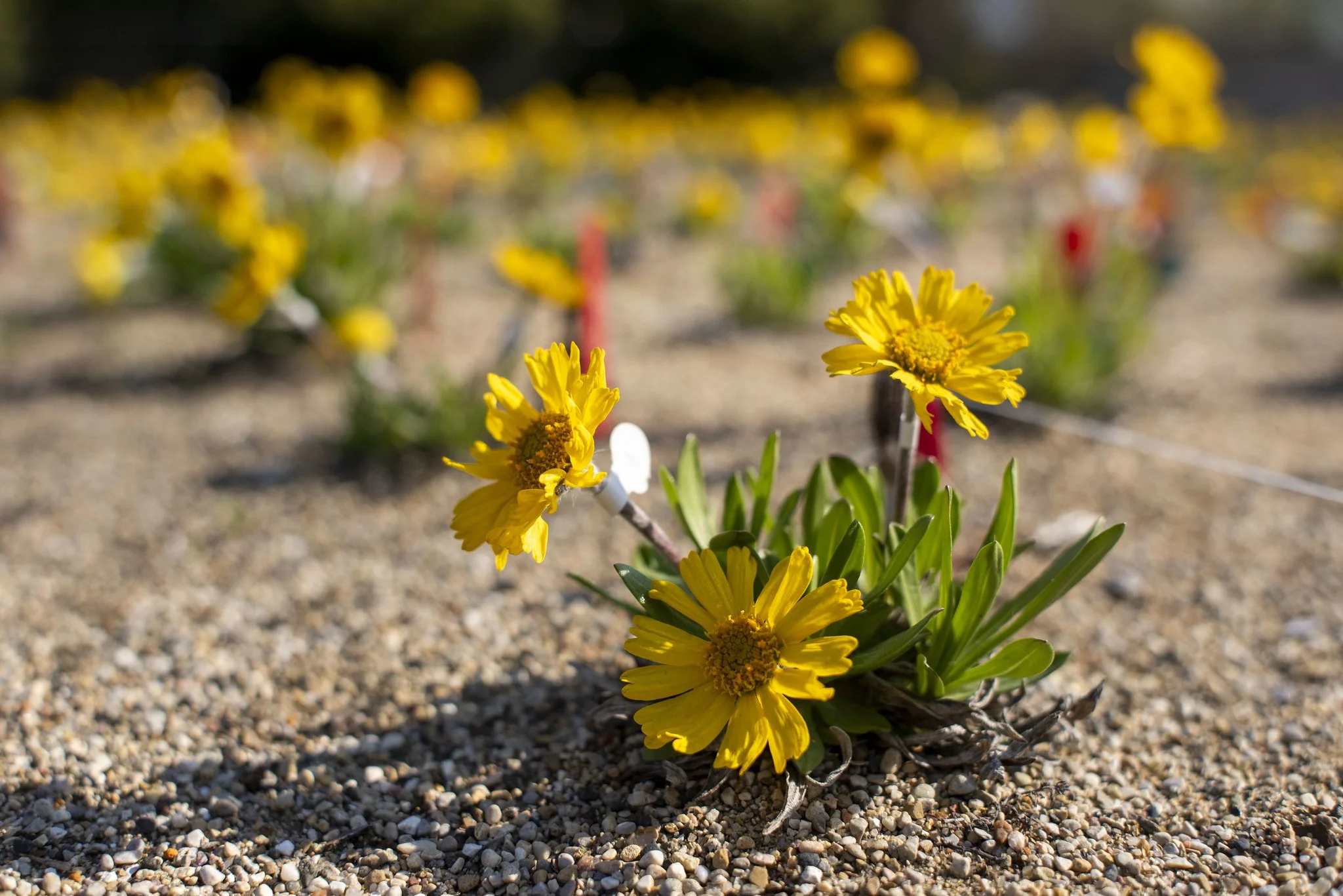 Lakeside daisy growing