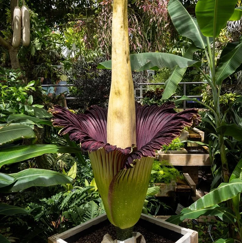 titan arum or corpse flower open