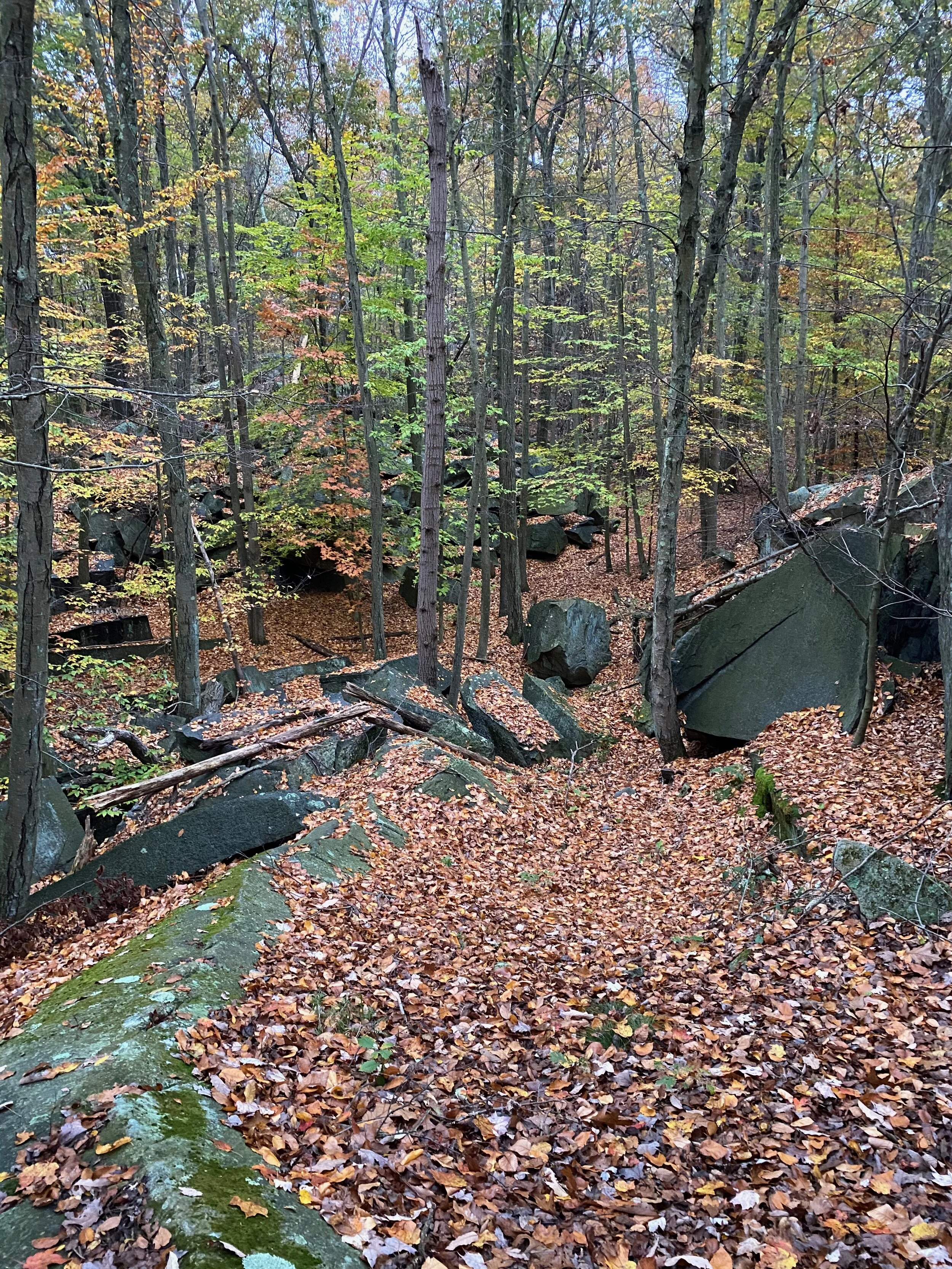Seeking in the Sylvan Glen