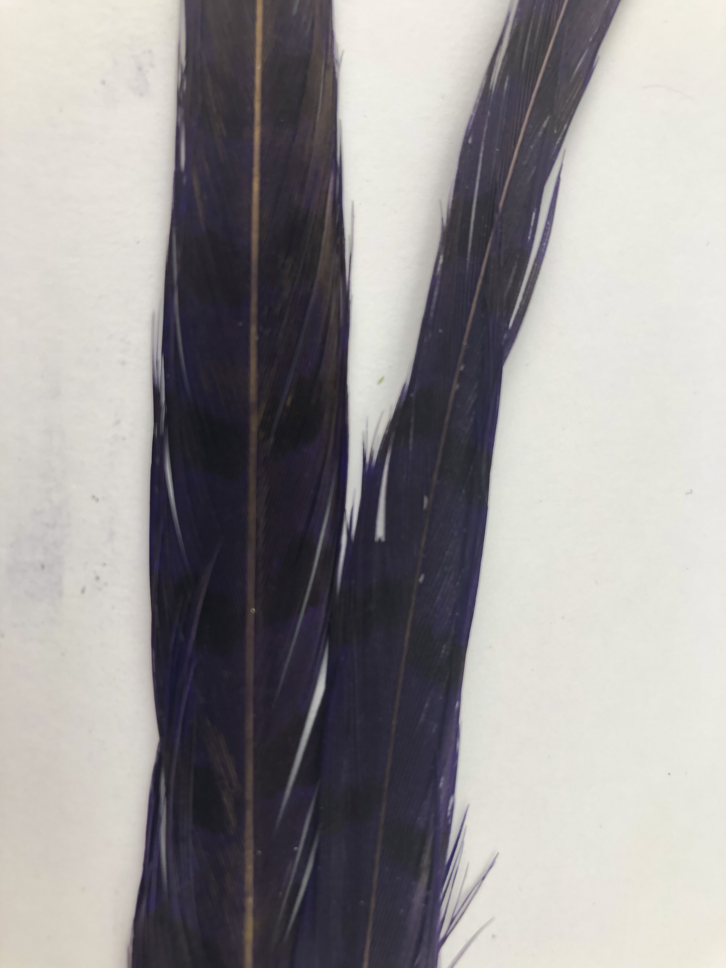 Nature's Spirit Ringneck Pheasant Center Tails - Spring Creek Fly Fishing