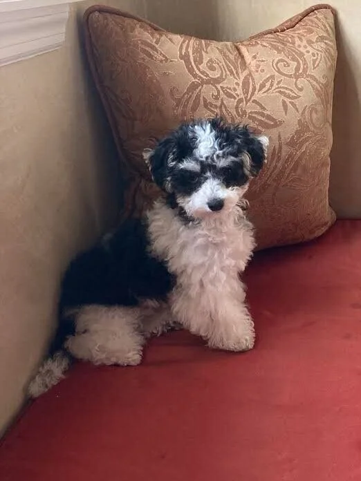 Maltipoo-puppy-1.jpg