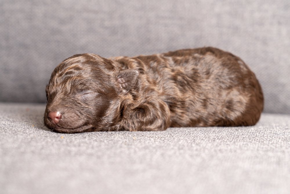 Maltipoo-puppy-10.jpg