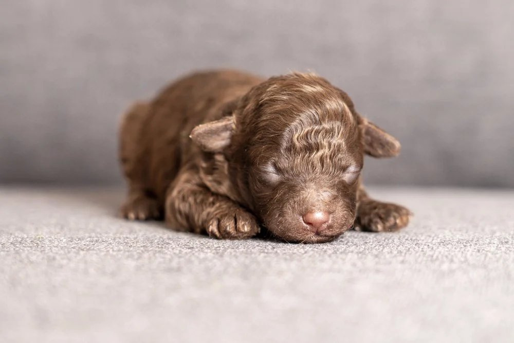 Maltipoo-puppy-12.jpg