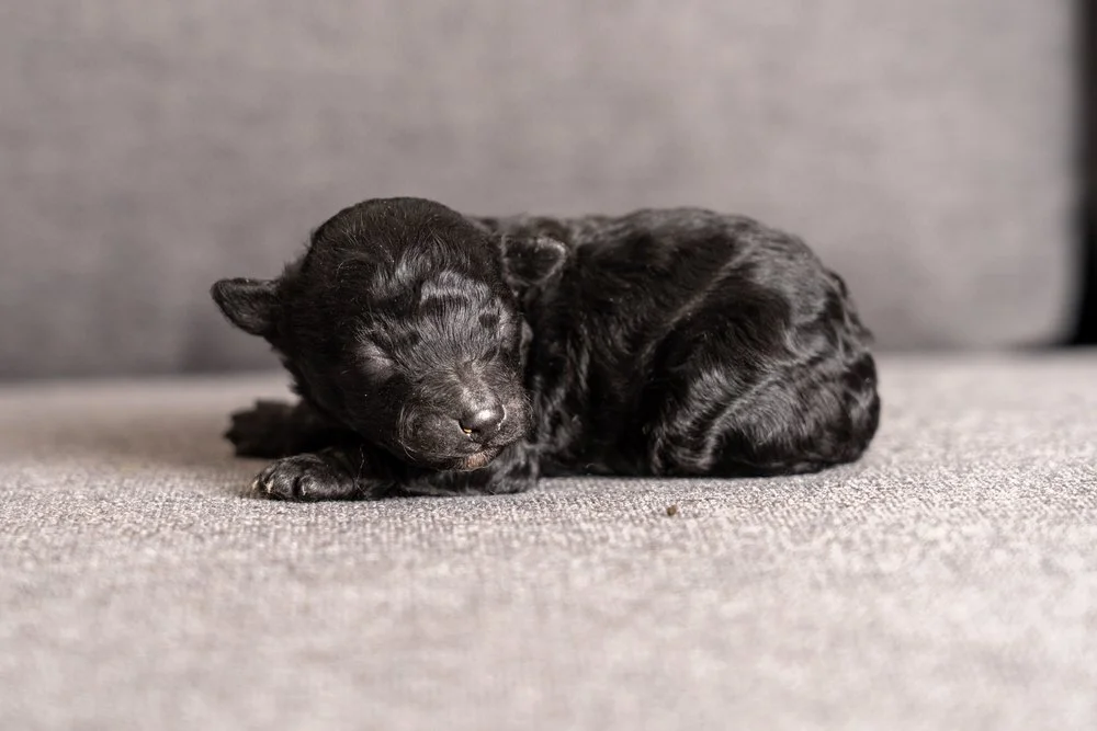Maltipoo-puppy-13.jpg