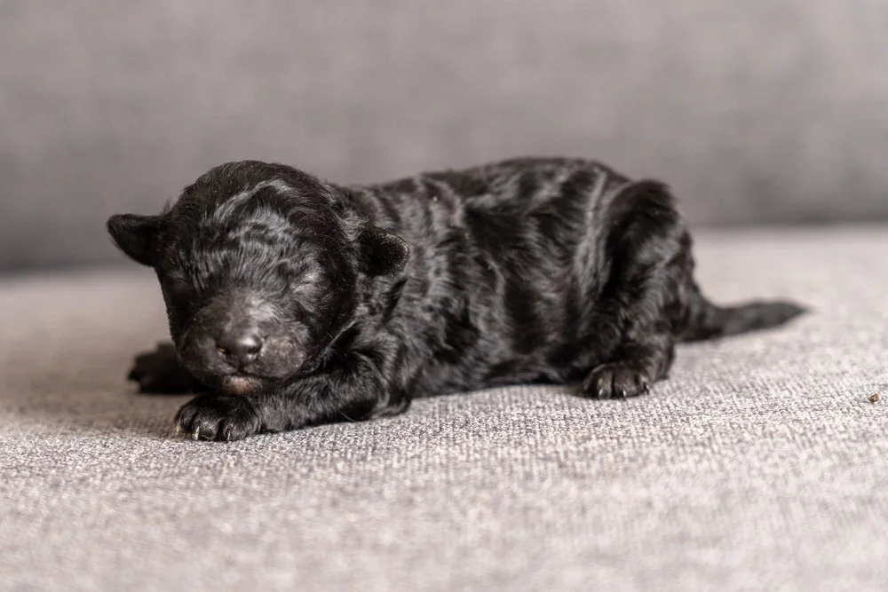 Maltipoo-puppy-14.jpg