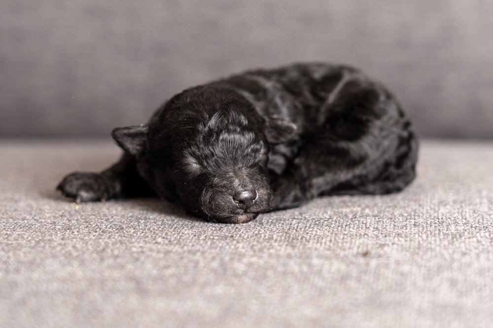 Maltipoo-puppy-15.jpg
