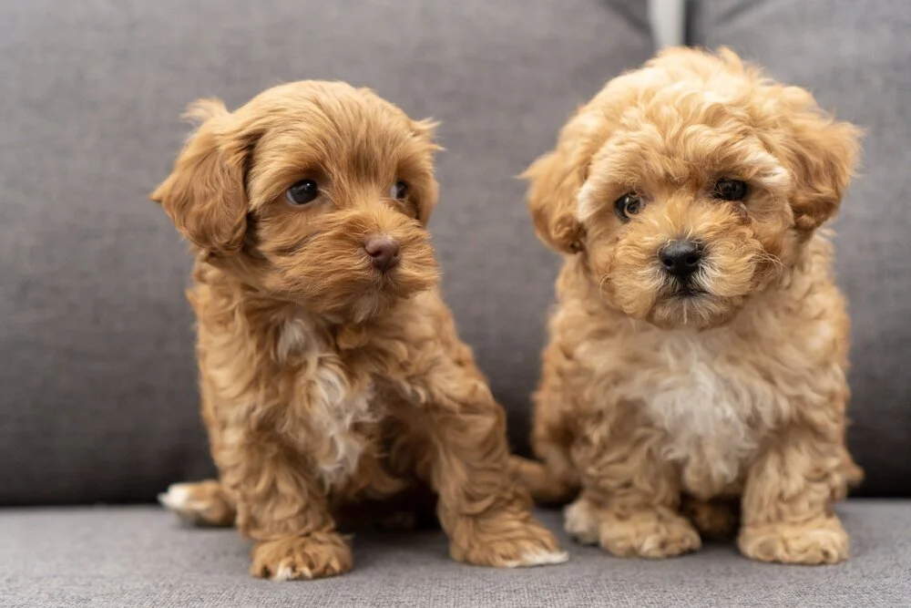 Maltipoo-puppy-19.jpg