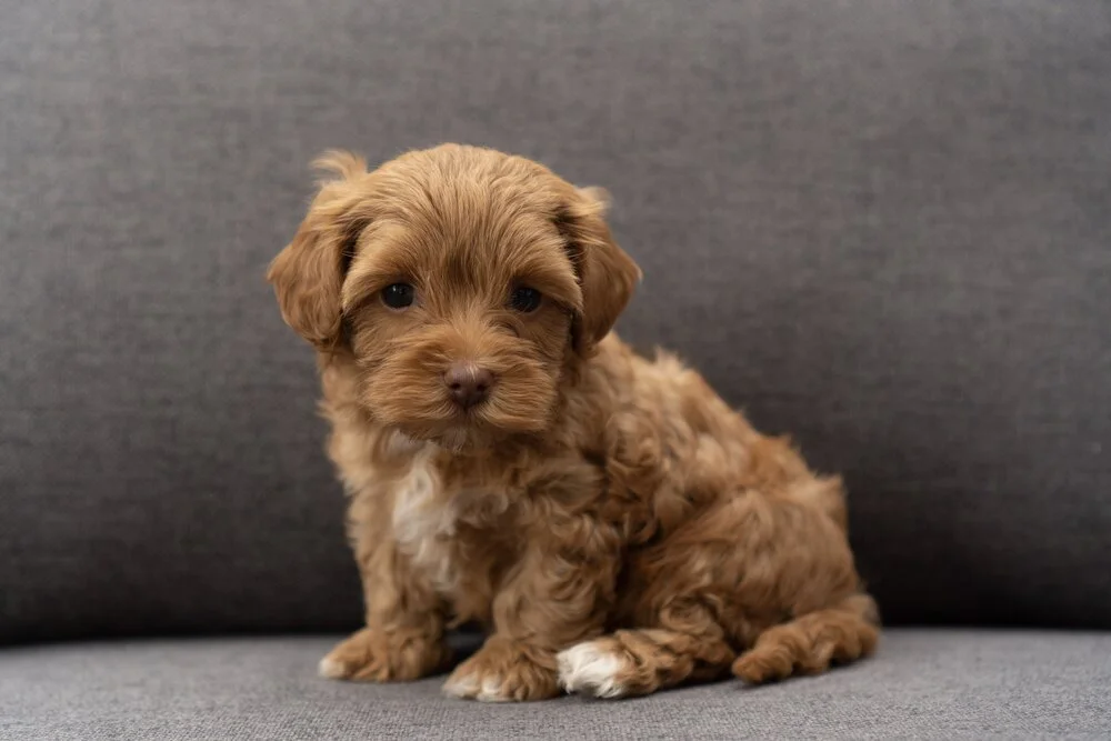 Maltipoo-puppy-20.jpg