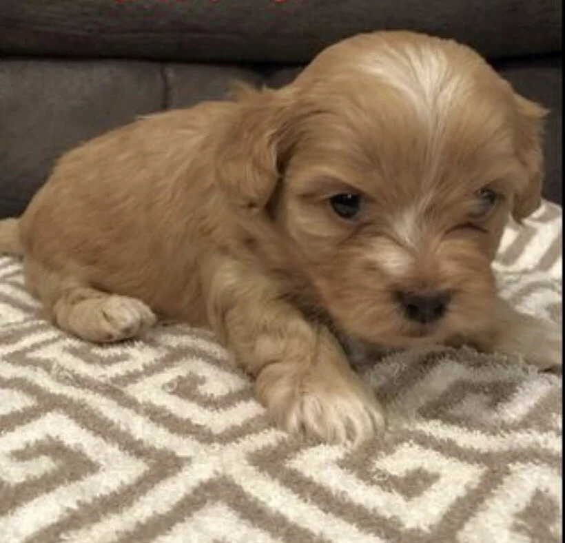 Maltipoo-puppy-23.jpeg