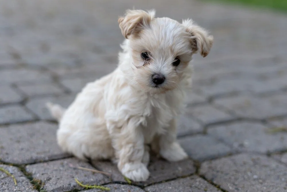 puppy-maltipoo-heidi.jpg