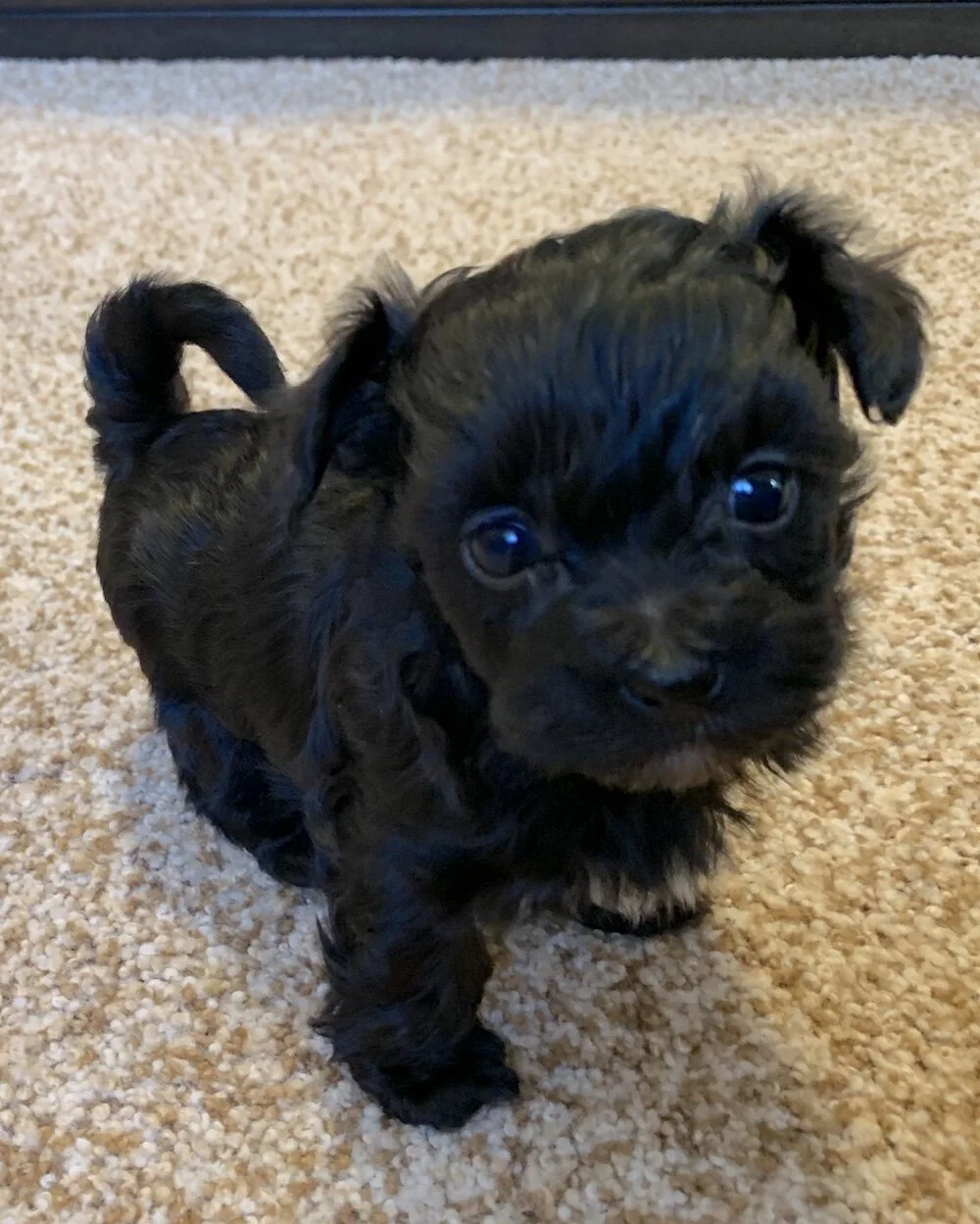 puppy-maltipoo-lulu.jpg